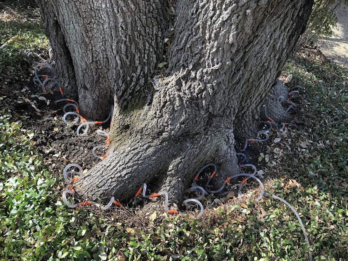 Detailed Tree Cabling and Bracing job site in Sweet Home