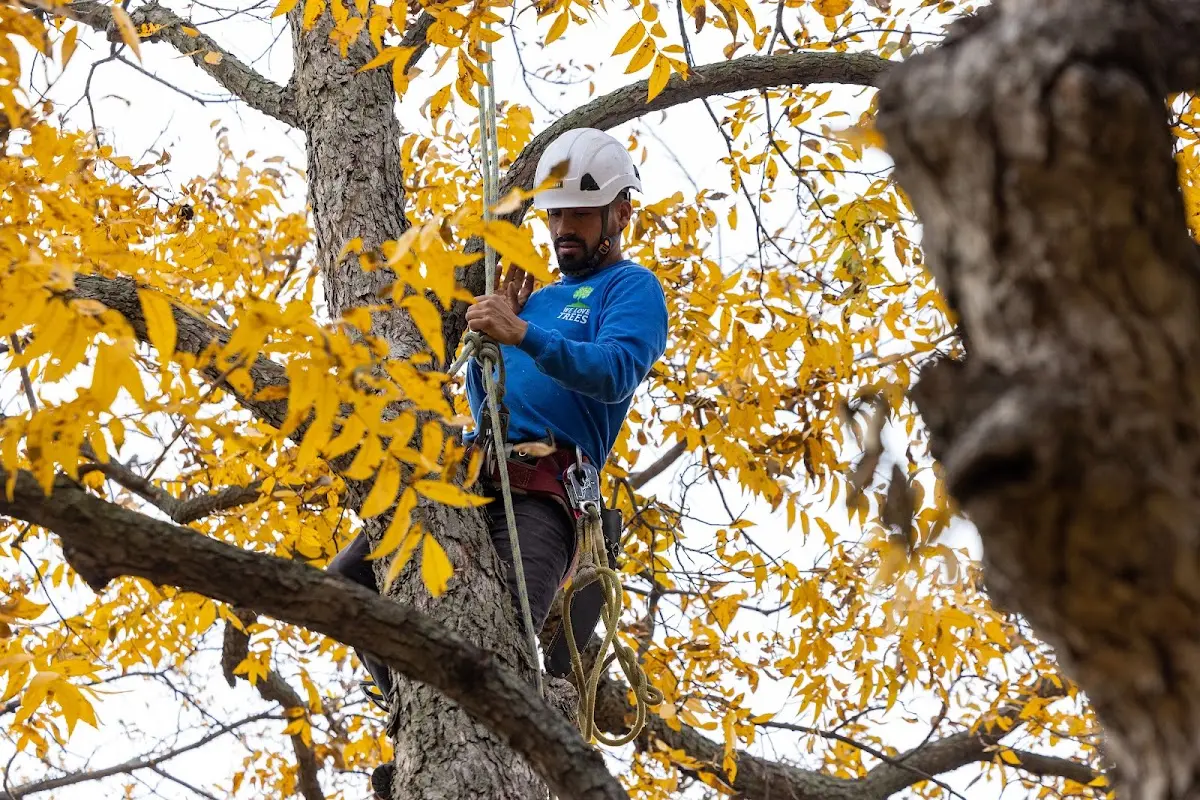 Skilled Tree Pruning crew working in Sweet Home