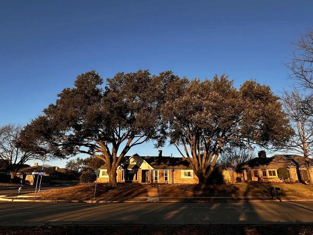Established residential canopy tree shading a home in Sweet Home