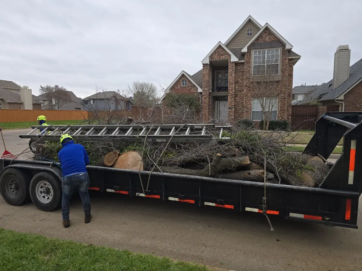 Expert Tree Removal with proper safety equipment in Sweet Home